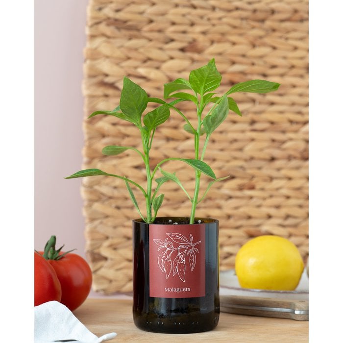 Bottle Garden Chili pepper