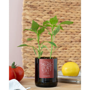 Bottle Garden Chili pepper