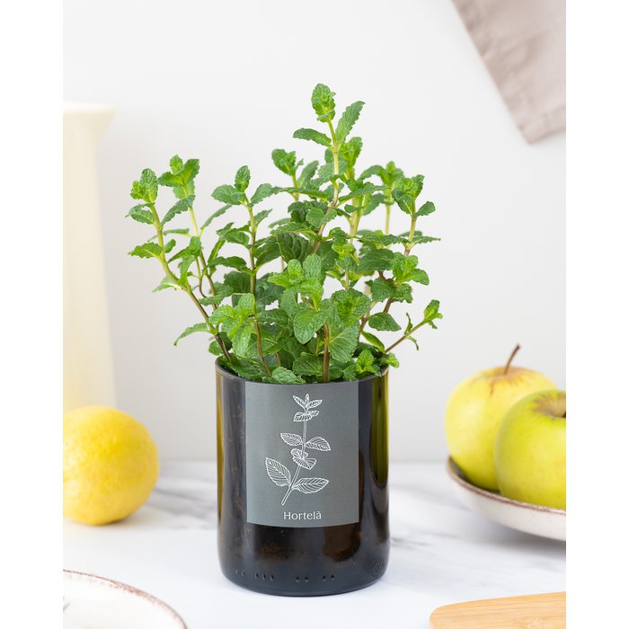 Bottle Garden Peppermint