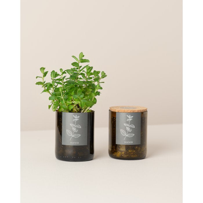 Bottle Garden Peppermint