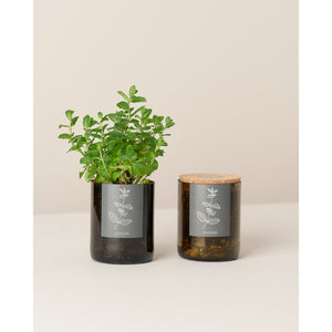 Bottle Garden Peppermint